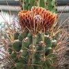 Vai alla scheda di Glandulicactus wrightii