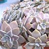 Vai alla scheda di Graptopetalum paraguayense