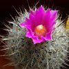 Vai alla scheda di Gymnocactus beguinii