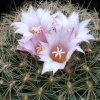 Vai alla scheda di Gymnocactus knuthianus