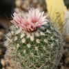 Vai alla scheda di Gymnocactus saueri