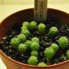 Vai alla scheda di Gymnocactus viereckii