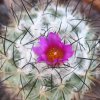 Vai alla scheda di Gymnocactus viereckii