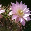 Vai alla scheda di Gymnocalycium achirasense