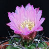 Vai alla scheda di Gymnocalycium achirasense v. chacrasense