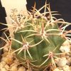 Vai alla scheda di Gymnocalycium achirasense v. kainradliae