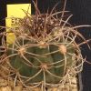 Vai alla scheda di Gymnocalycium acorrugatum