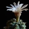 Vai alla scheda di Gymnocalycium altagraciense