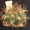 Vai alla scheda di Gymnocalycium ambatoense