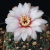 Vai alla scheda di Gymnocalycium amerhauseri