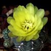 Vai alla scheda di Gymnocalycium andreae