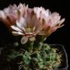 Vai alla scheda di Gymnocalycium andreae ssp. carolinense