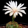 Vai alla scheda di Gymnocalycium angelae