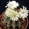 Vai alla scheda di Gymnocalycium anisitsii