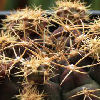 Vai alla scheda di Gymnocalycium anisitsii v. multiproliferum