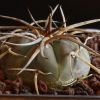 Vai alla scheda di Gymnocalycium armatum