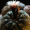 Vai alla scheda di Gymnocalycium asterium