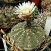 Vai alla scheda di Gymnocalycium asterium v. minor