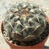 Vai alla scheda di Gymnocalycium asterium v. paucispinum