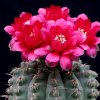 Vai alla scheda di Gymnocalycium baldianum