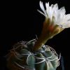 Vai alla scheda di Gymnocalycium bayrianum