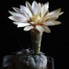 Vai alla scheda di Gymnocalycium berchtii