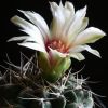 Vai alla scheda di Gymnocalycium bicolor