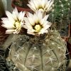 Vai alla scheda di Gymnocalycium bodenbenderianum