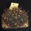 Vai alla scheda di Gymnocalycium borthii