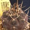 Vai alla scheda di Gymnocalycium borthii ssp. nogolense