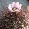 Vai alla scheda di Gymnocalycium bozsingianum