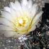 Vai alla scheda di Gymnocalycium brachypetalum