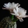 Vai alla scheda di Gymnocalycium bruchii ssp. pawlovskyi