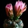 Vai alla scheda di Gymnocalycium bruchii v. brigittae