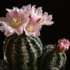 Vai alla scheda di Gymnocalycium bruchii v. glaucum