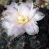 Vai alla scheda di Gymnocalycium bruchii v. hossei