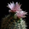 Vai alla scheda di Gymnocalycium bruchii v. niveum