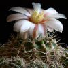 Vai alla scheda di Gymnocalycium bruchii v. spinosissimum