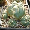 Vai alla scheda di Gymnocalycium buenekeri