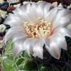 Vai alla scheda di Gymnocalycium calochlorum