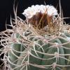 Vai alla scheda di Gymnocalycium cardenasianum