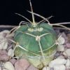 Vai alla scheda di Gymnocalycium cardenasianum v. armatum