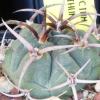 Vai alla scheda di Gymnocalycium carminanthum