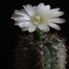 Vai alla scheda di Gymnocalycium carolinense