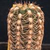 Vai alla scheda di Gymnocalycium carolinense ssp. ludwigii