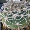 Vai alla scheda di Gymnocalycium castellanosii