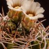 Vai alla scheda di Gymnocalycium castellanosii ssp. ferocius