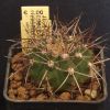 Vai alla scheda di Gymnocalycium castellanosii v. armillatum