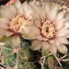 Vai alla scheda di Gymnocalycium catamarcense