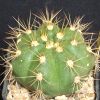 Vai alla scheda di Gymnocalycium chacoense